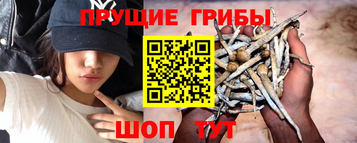 Карасук  Галлюциногенные грибы GOLDEN TEACHER  наркотики  Вход с VPN 